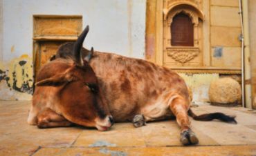 Gau Seva